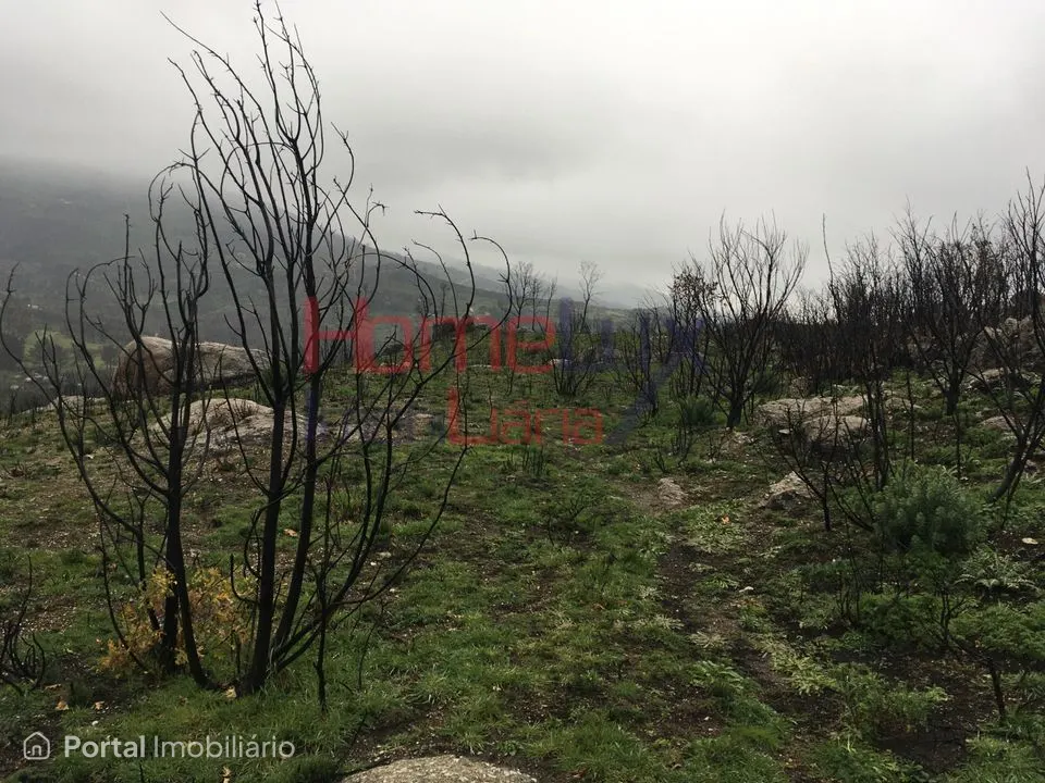 Quinta para venda em Carrapichana - Celorico da Beira