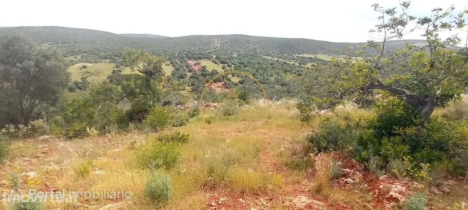 Terreno Rústico com Alfarrobeiras e Amendoeiras - 7.840 m² de Natureza