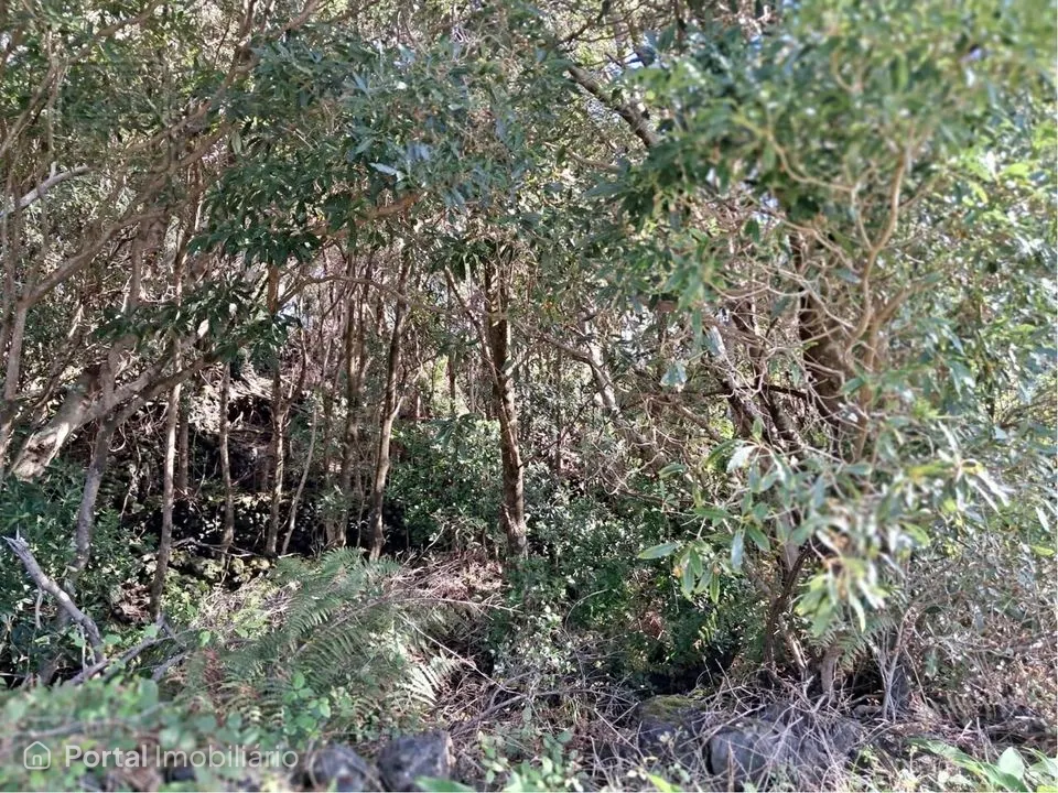 Terreno rústico com cerca de 1.555m²