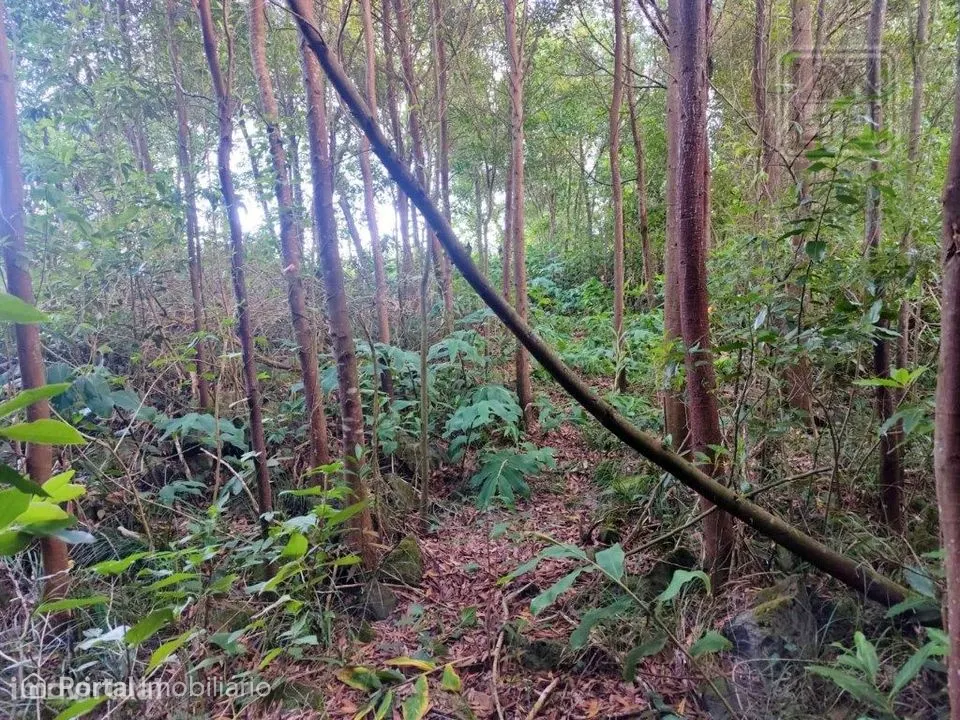 TERRENO para VENDA - São Vicente Ferreira, Ponta Delgada, Ilha de S...