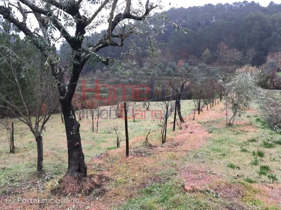 Quinta para venda em Mangualde