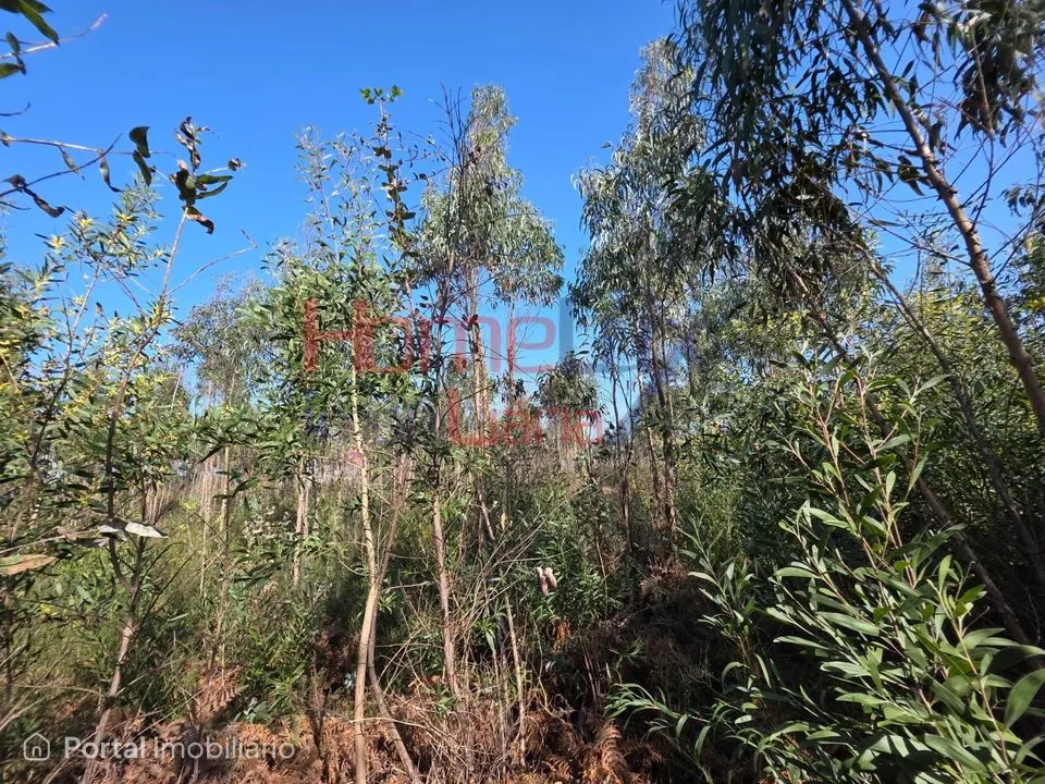 Terreno na zona industrial de Albergaria-a-Velha