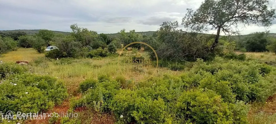 Terreno Rústico com Alfarrobeiras e Amendoeiras - 7.840 m² de Natureza