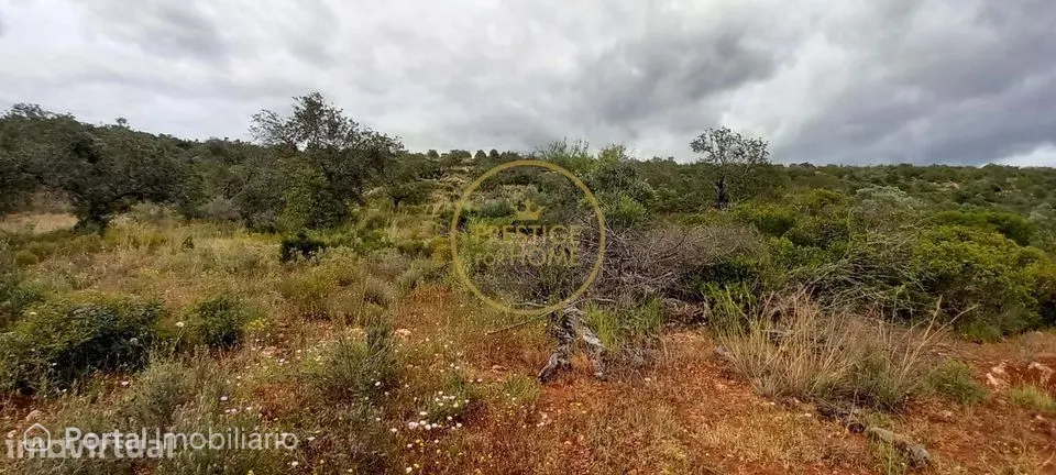 Terreno Rústico com Alfarrobeiras e Amendoeiras - 7.840 m² de Natureza