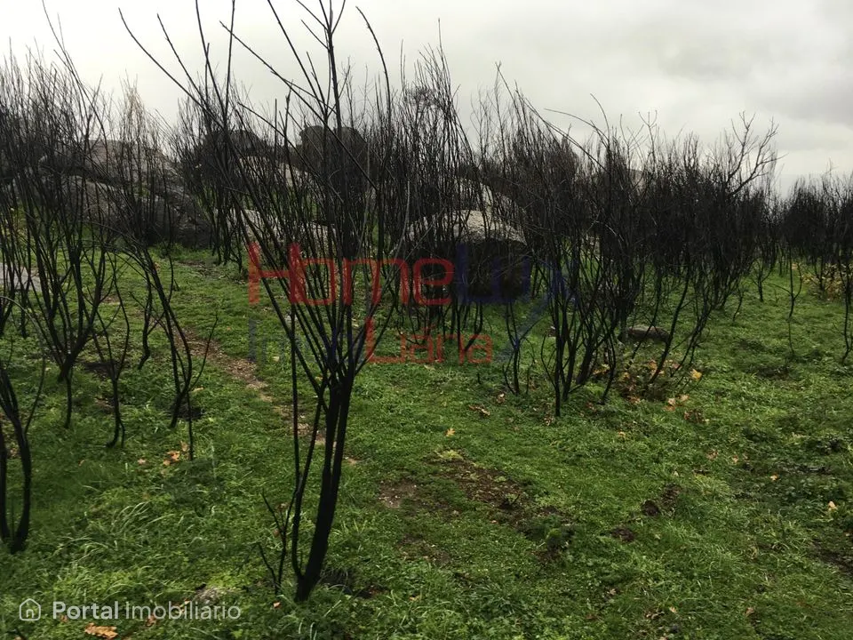 Quinta para venda em Carrapichana - Celorico da Beira
