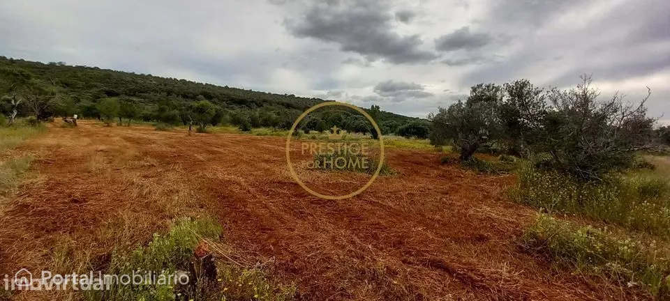 Terreno Rústico com Alfarrobeiras e Amendoeiras - 4860 m² de Natureza