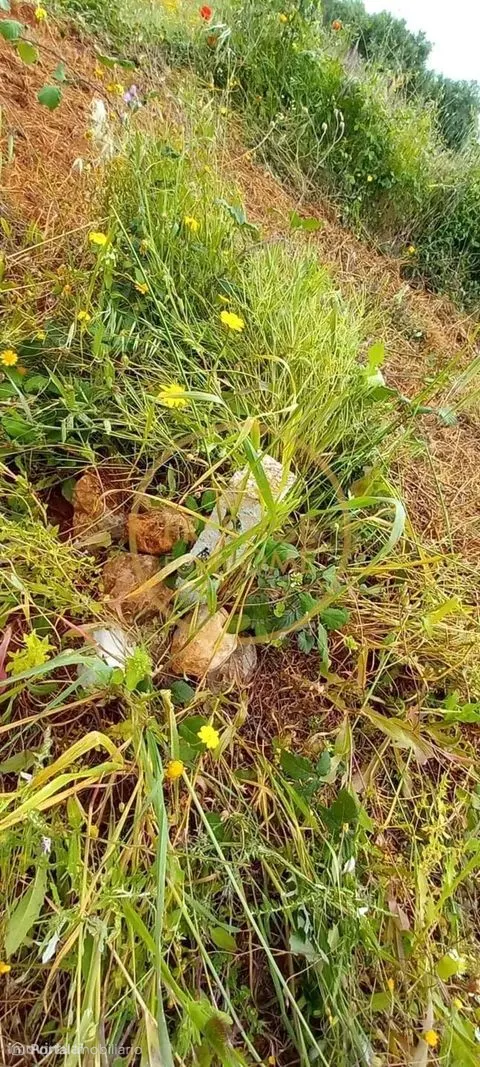 Terreno Rústico com Alfarrobeiras e Amendoeiras - 4860 m² de Natureza