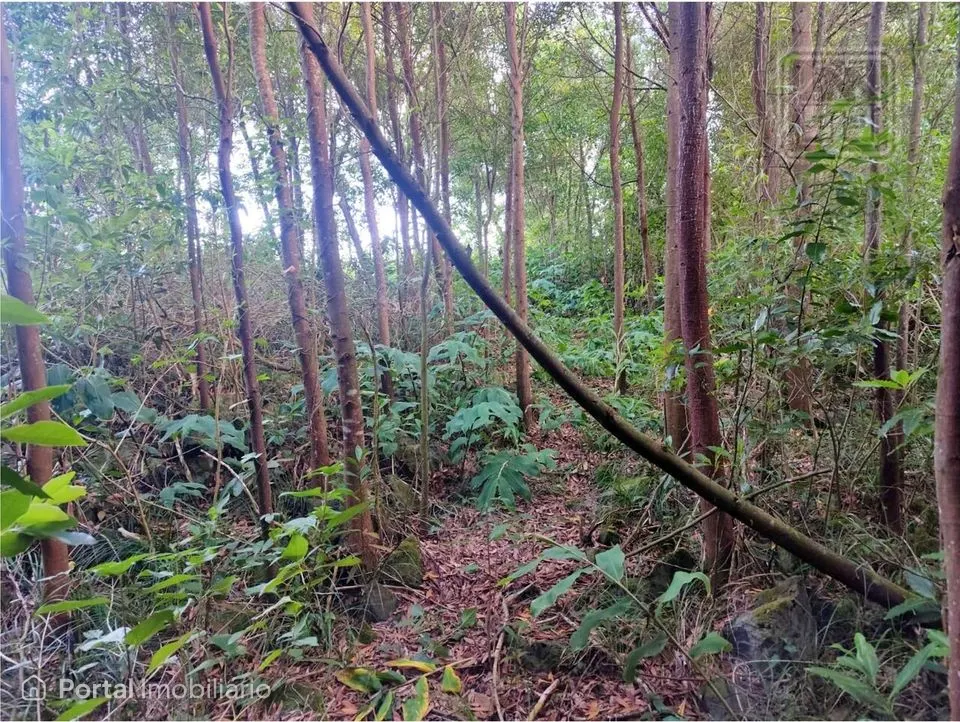 Land for sale in São Vicente Ferreira