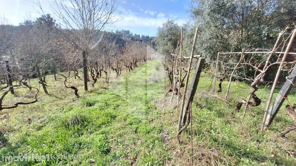 Terreno Rústico Venda em Santiago de Besteiros,Tondela